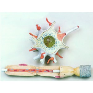 Nerve Cell Model